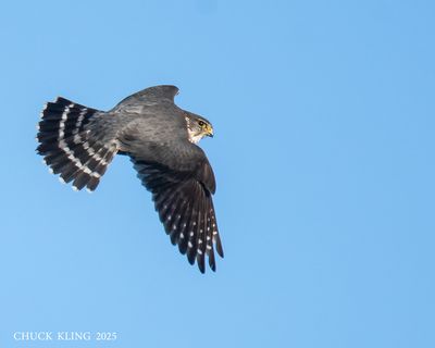 RAPTORS / RAPACES