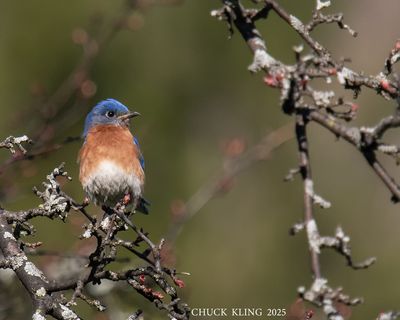 THRUSHES / GRIVES