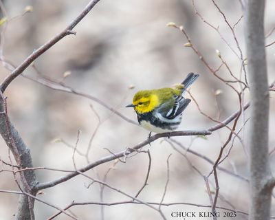 WARBLERS / PARULINES