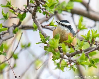 NUTHATCHES, CREEPER, CHICKADEES