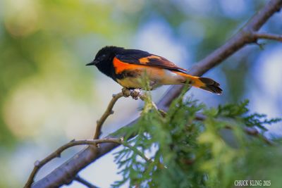 WARBLERS / PARULINES