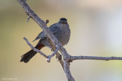 CATBIRD, THRASHER, STARLING