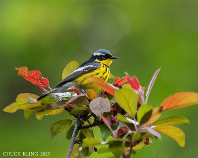 WARBLERS / PARULINES
