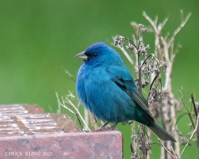 SPARROWS, BLACKBIRDS, ETC.