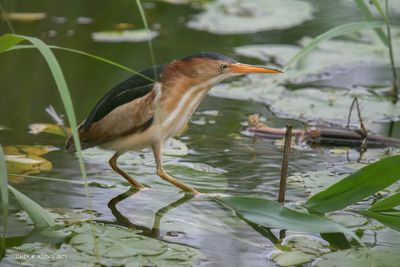 AQUATIC BIRDS / OISEAUX AQUATIQUES