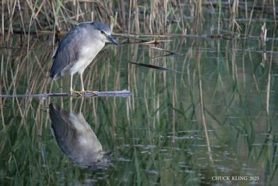 AQUATIC BIRDS / OISEAUX AQUATIQUES