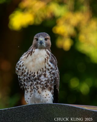 DSC_6962.jpg-800.jpg