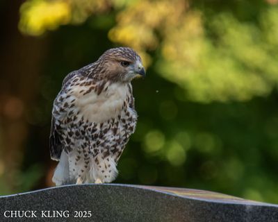 DSC_6967.jpg-800.jpg