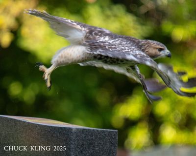 DSC_6969.jpg