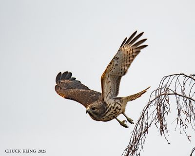 RAPTORS / RAPACES