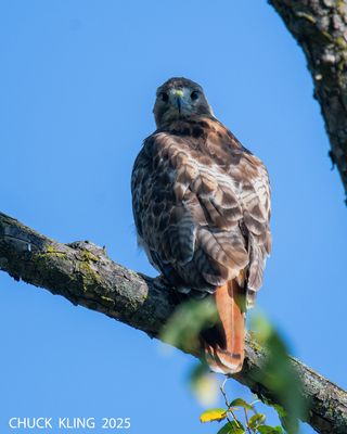 DSC_7080.jpg-800.jpg