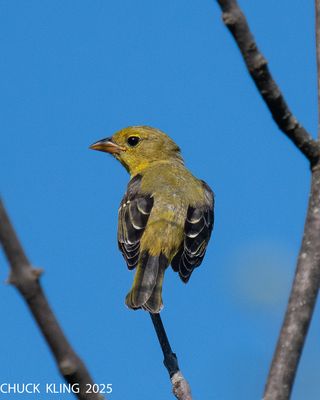 SPARROWS, BLACKBIRDS, ETC.