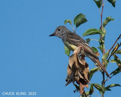 DSC_7051.jpg-800.jpg