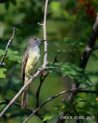 FLYCATCHERS / MOUCHEROLLES