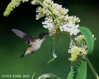 DSC_7361.jpg=800.jpg