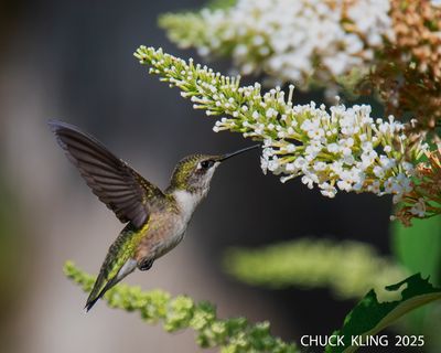 LOCAL  HUMMERS