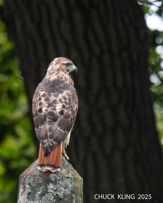 DSC_7404.jpg-800.jpg