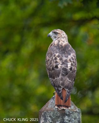 DSC_7410.jpg-800.jpg