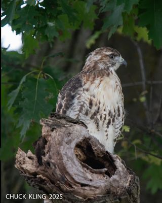 RAPTORS / RAPACES