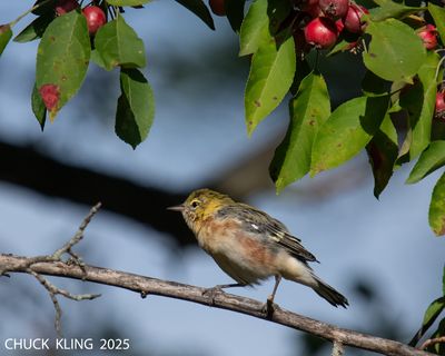 WARBLERS / PARULINES