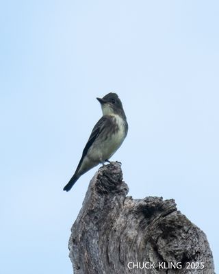 FLYCATCHERS / MOUCHEROLLES