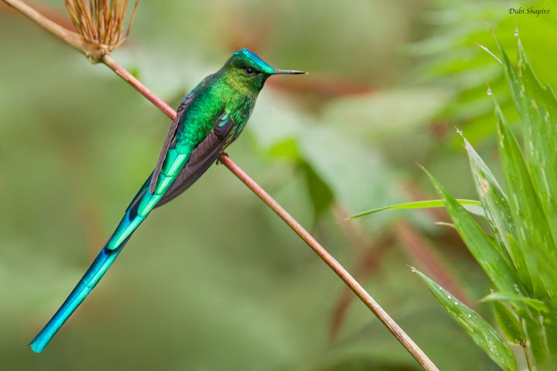 Long-tailed Sylph