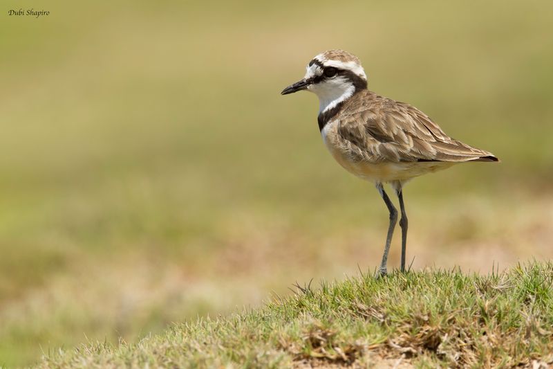 Madagascar Plover