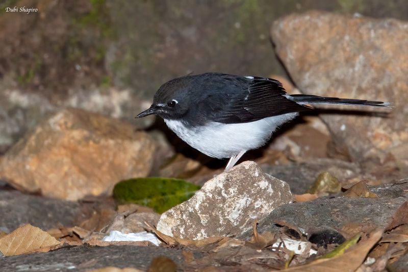 Sunda Forktail