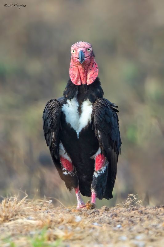 Red-headed Vulture