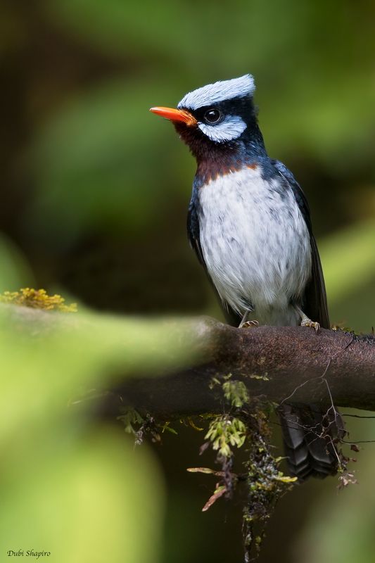 Azure-crested Flycatcher 