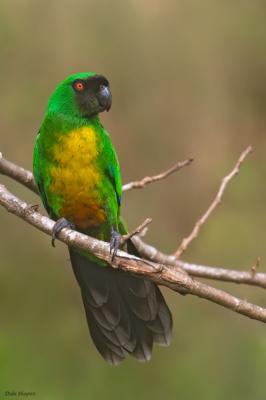 Masked Shining-parrot 