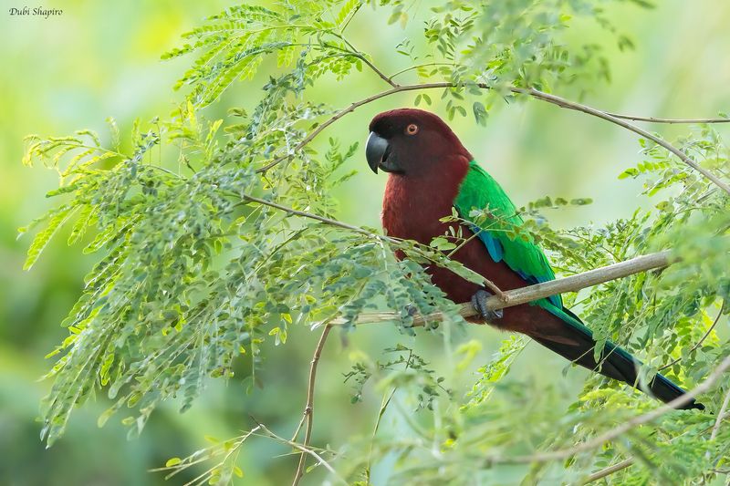 Red Shining-Parrot