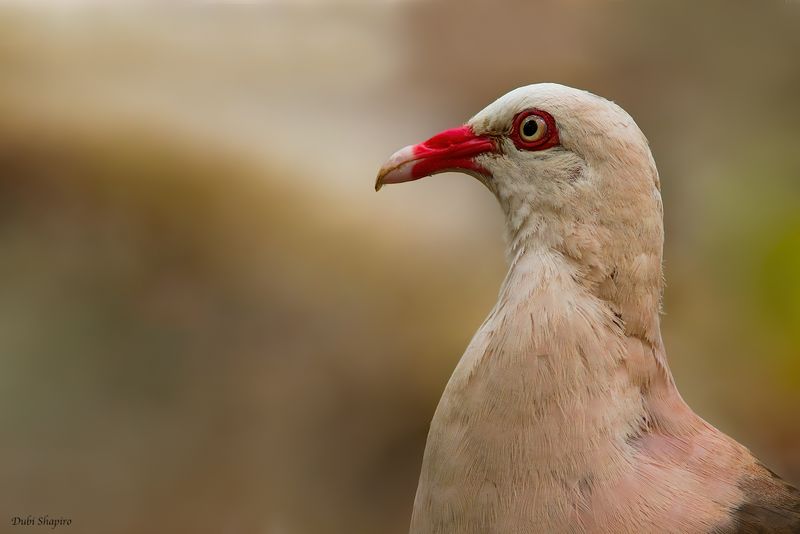 Pink Pigeon 