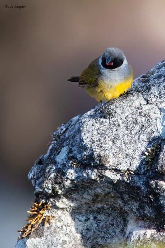 Angola Waxbill 