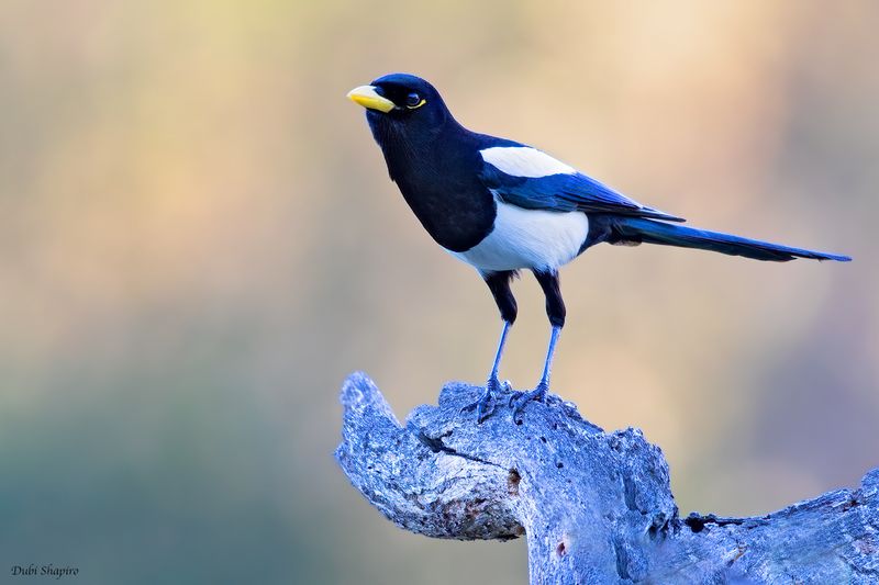 Yellow-billed Magpie 