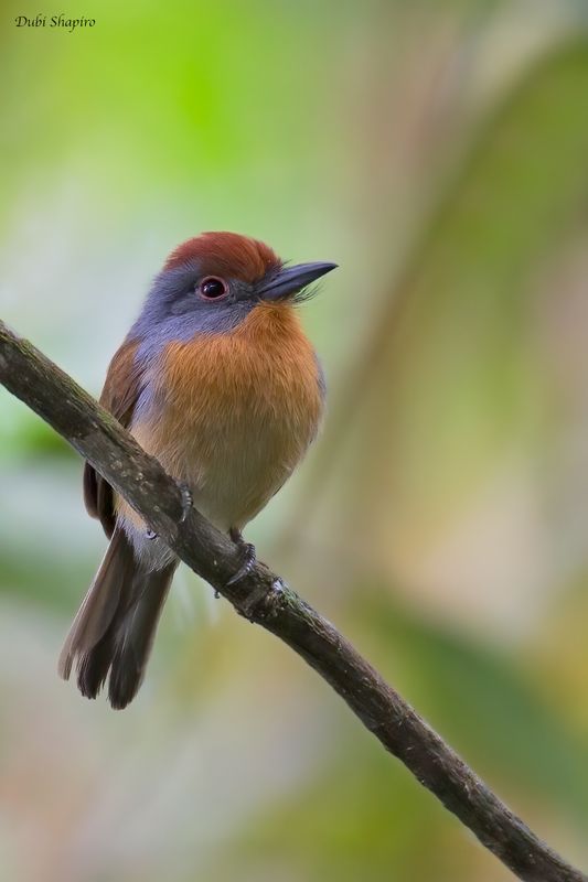 Rufous-capped Nunlet