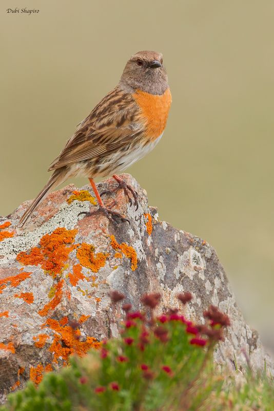 Robin Accentor 