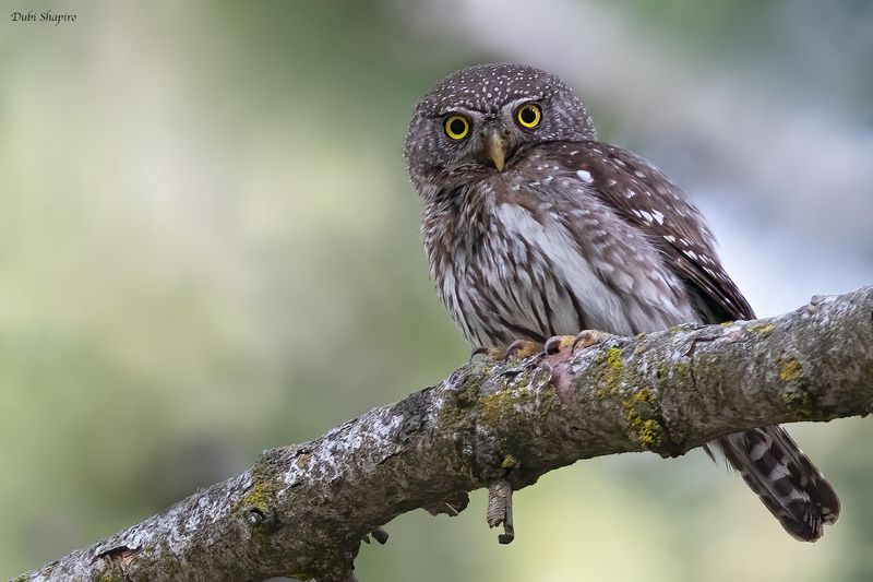 Northern Pygmy-Owl