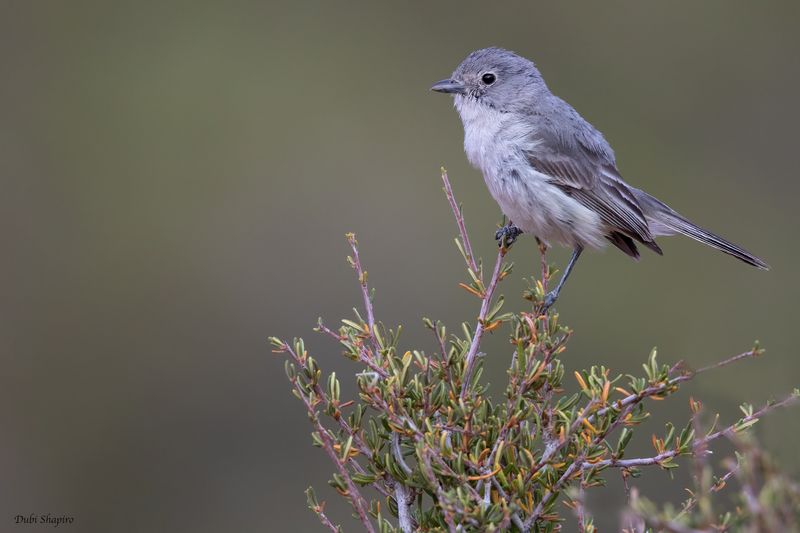 Gray Vireo