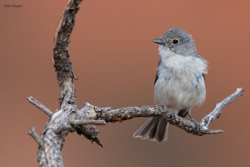 Gray Vireo