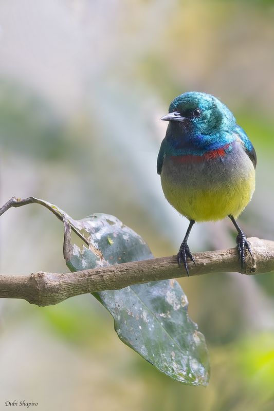 Gallardy Sunbird