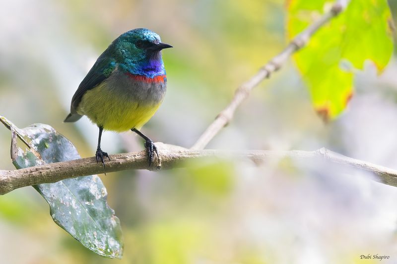 Gallardy's Sunbird