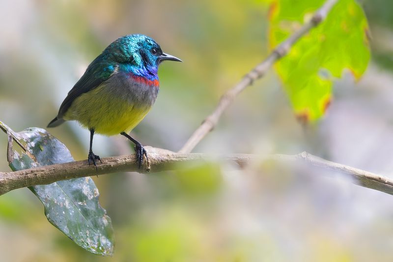 Gallardys Sunbird