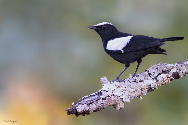 Arnot's Chat (Old World Flycatchers)