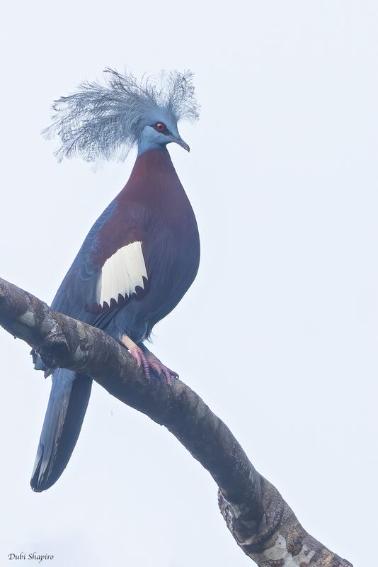 Sclater's Crowned Pigeon 