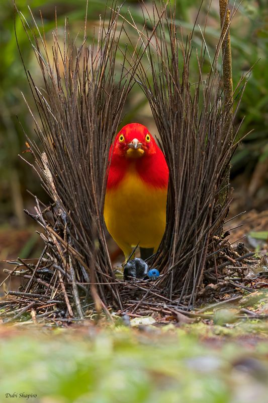 Flame Bowerbird 