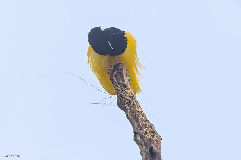 Twelve-wired Bird-of-paradise