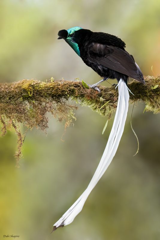 Ribbon-tailed Astrapia 