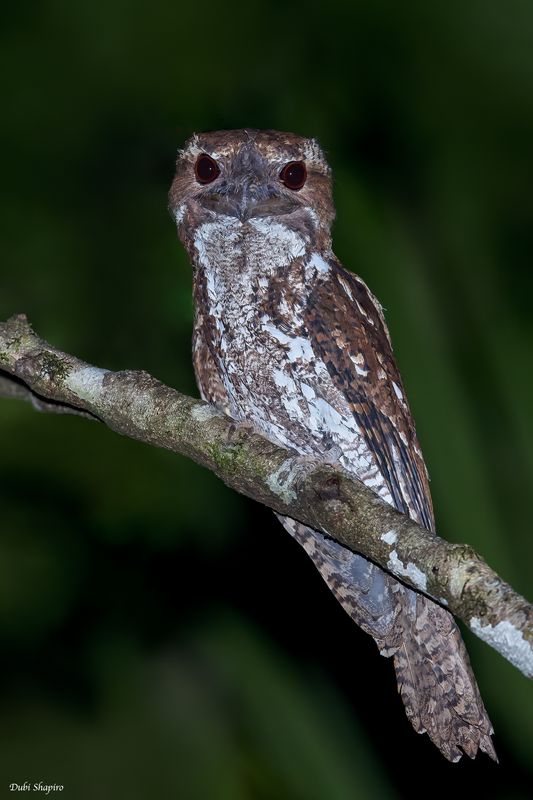 Marbled Frogmouth 