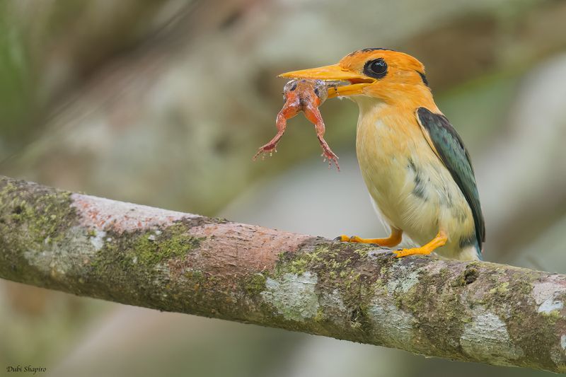 Yellow-billed Kingfisher 